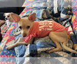 Small #5 Chihuahua