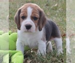Puppy Braden Beagle