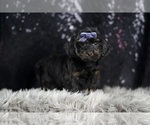 Small #4 YorkiePoo