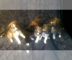 Alaskan Husky-Pomsky Mix Puppy for sale in COLVILLE, WA, USA