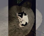Small #2 Borador