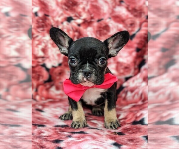 Medium Photo #1 French Bulldog Puppy For Sale in CLAY, PA, USA