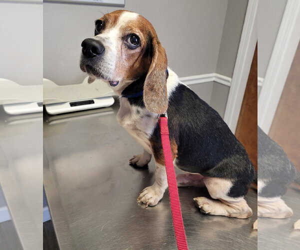 Medium Photo #3 Beagle Puppy For Sale in Dunnellon, FL, USA
