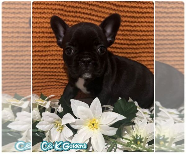 Medium Photo #1 French Bulldog Puppy For Sale in MOULTON, IA, USA
