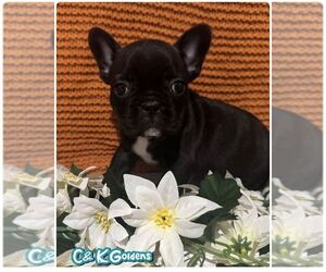 French Bulldog Puppy for sale in MOULTON, IA, USA