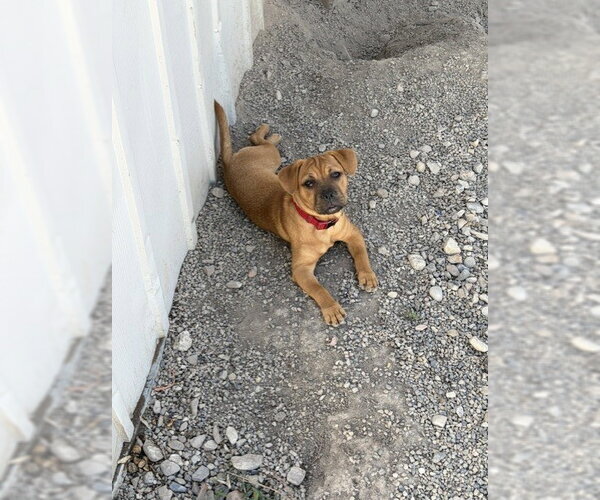 Medium Photo #6 Mutt Puppy For Sale in Sandy, UT, USA