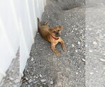 Small #5 Mutt