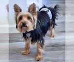 Small #4 Mutt