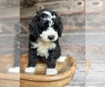 Small #8 Bernedoodle