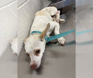 Chihuahua Dogs for adoption in San Bernardino, CA, USA