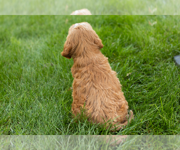 Medium Photo #34 Goldendoodle-Poodle (Miniature) Mix Puppy For Sale in NAPPANEE, IN, USA