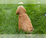 Small #33 Goldendoodle-Poodle (Miniature) Mix