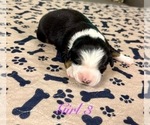 Small Photo #85 Australian Shepherd Puppy For Sale in SALISBURY, NC, USA
