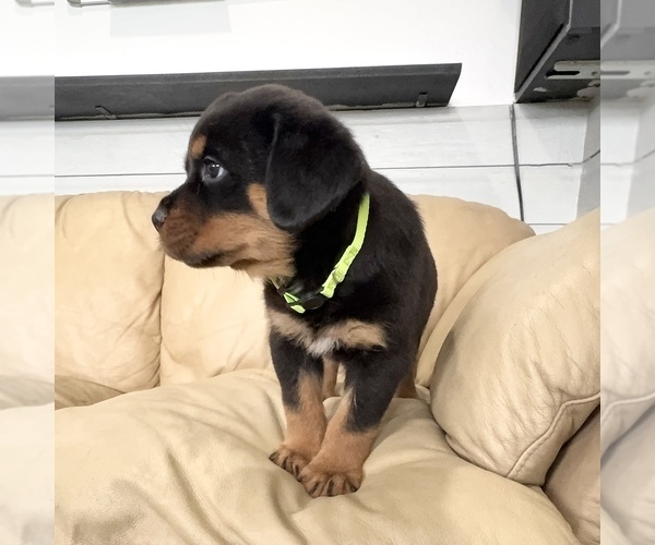 Medium Photo #25 Rottweiler Puppy For Sale in BRIGHTON, CO, USA