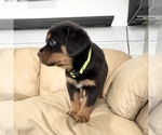 Small #24 Rottweiler