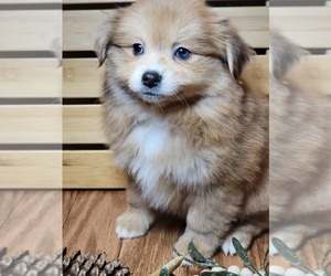 Miniature Australian Shepherd-Pomeranian Mix Puppy for sale in HATTIESBURG, MS, USA