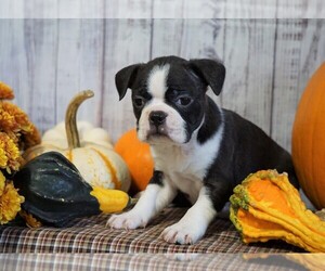Boston Terrier Puppy for sale in FREDERICKSBG, OH, USA