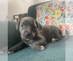 Small #1 American Staffordshire Terrier Mix