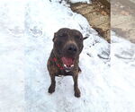 Small #2 American Pit Bull Terrier Mix