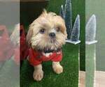 Small #6 Shih Tzu