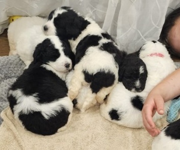 Medium Photo #5 Saint Berdoodle Puppy For Sale in BRUSH PRAIRIE, WA, USA