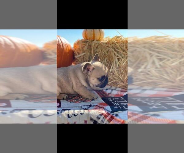 Medium Photo #3 French Bulldog Puppy For Sale in EUNICE, LA, USA