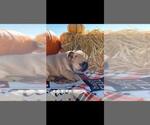 Small Photo #3 French Bulldog Puppy For Sale in EUNICE, LA, USA