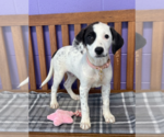 Small Colonial Cocker Spaniel Mix