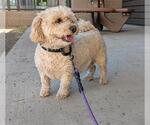 Small Poochon