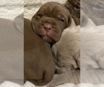 Small Photo #6 Neapolitan Mastiff Puppy For Sale in FARMINGTN HLS, MI, USA