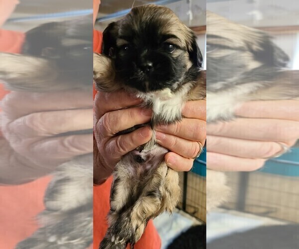 Medium Photo #3 Shih Tzu Puppy For Sale in FLORENCE, OR, USA