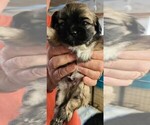 Small Photo #3 Shih Tzu Puppy For Sale in FLORENCE, OR, USA