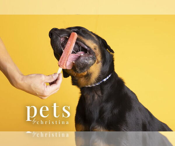 Medium Photo #8 Rottweiler Puppy For Sale in Foristell, MO, USA
