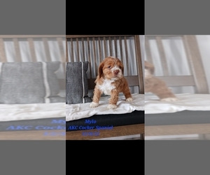 Cocker Spaniel Dog for Adoption in SHIPSHEWANA, Indiana USA