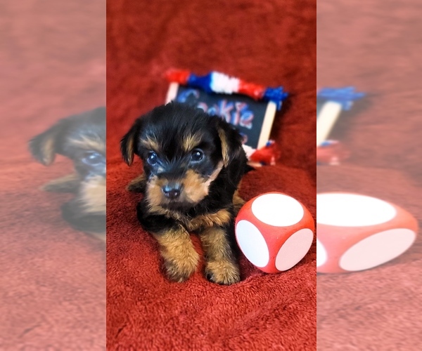 Medium Photo #26 Yorkshire Terrier Puppy For Sale in AKRON, OH, USA