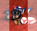 Small #4 Yorkshire Terrier