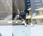 Small #4 Norwegian Elkhound