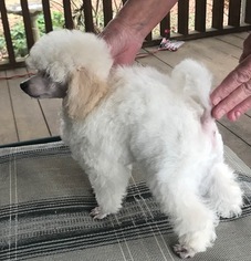 Poodle (Toy) Puppy for sale in TULSA, OK, USA