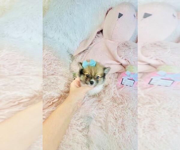Medium Photo #20 Pomeranian Puppy For Sale in FT LAUDERDALE, FL, USA