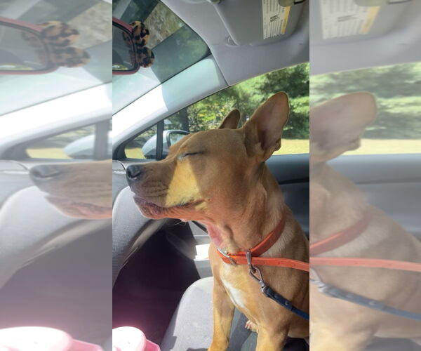 Medium Photo #2 Bullmastiff-Shiba Inu Mix Puppy For Sale in Mt. Laurel, NJ, USA