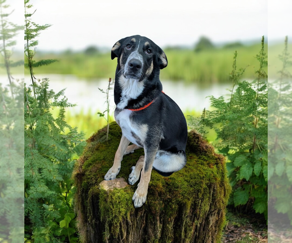 Medium Photo #10 Mutt Puppy For Sale in Vail, AZ, USA