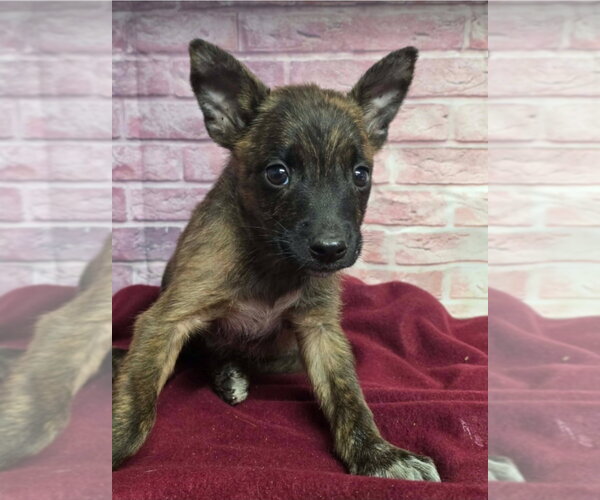 Medium Photo #7 Australian Shepherd-Unknown Mix Puppy For Sale in Lakewood, CO, USA