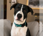 Small #1 Mutt