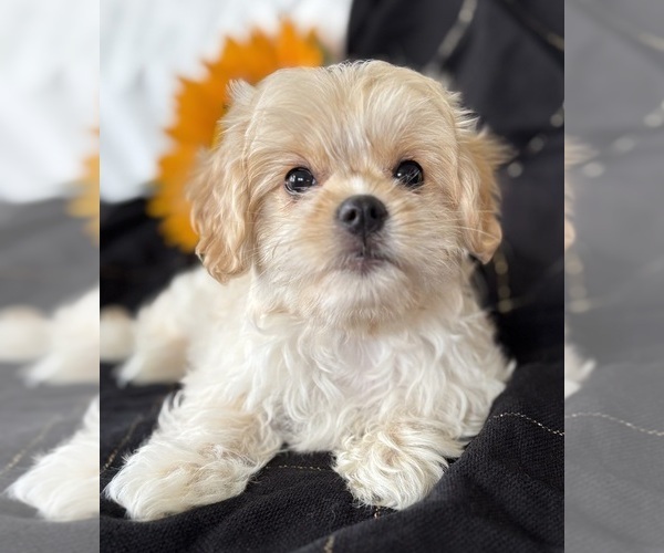 Medium Photo #4 Cav-A-Malt Puppy For Sale in ROCK STREAM, NY, USA
