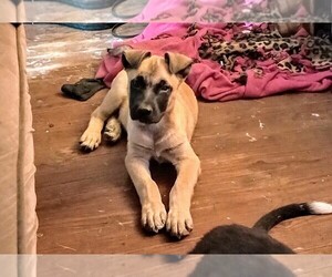 Rhodesian Ridgeback Dog for Adoption in LA GRANGE, Texas USA