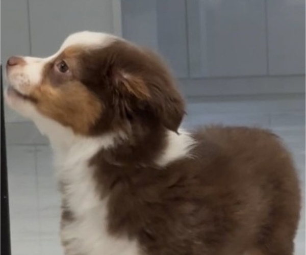 Medium Photo #4 Miniature Australian Shepherd Puppy For Sale in HOLLYWOOD, FL, USA