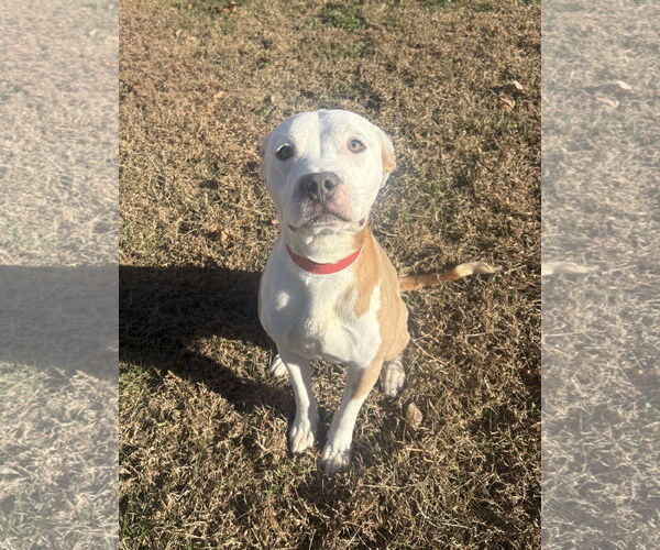 Medium Photo #5 Bulldog-Unknown Mix Puppy For Sale in Raleigh, NC, USA