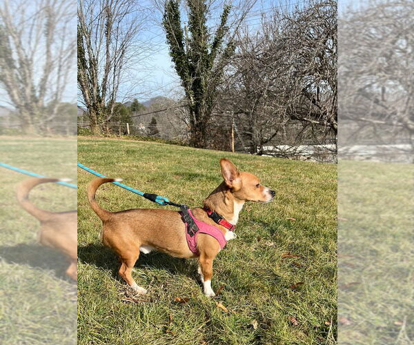 Medium Photo #4 Chihuahua-Unknown Mix Puppy For Sale in Candler, NC, USA