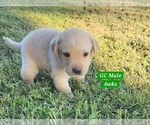 Small #10 Labrador Retriever