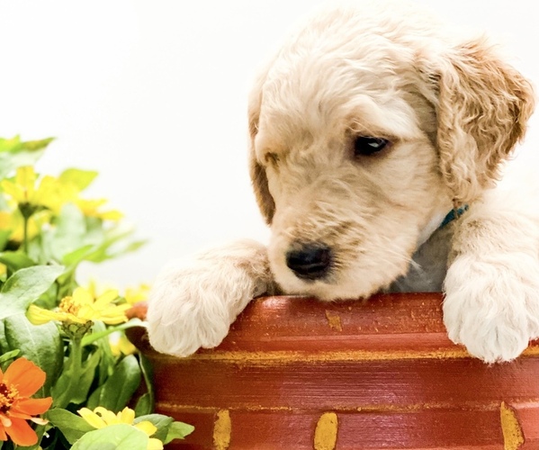 Medium Photo #7 Goldendoodle Puppy For Sale in BROOKER, FL, USA